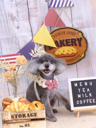 20240920タルトくん